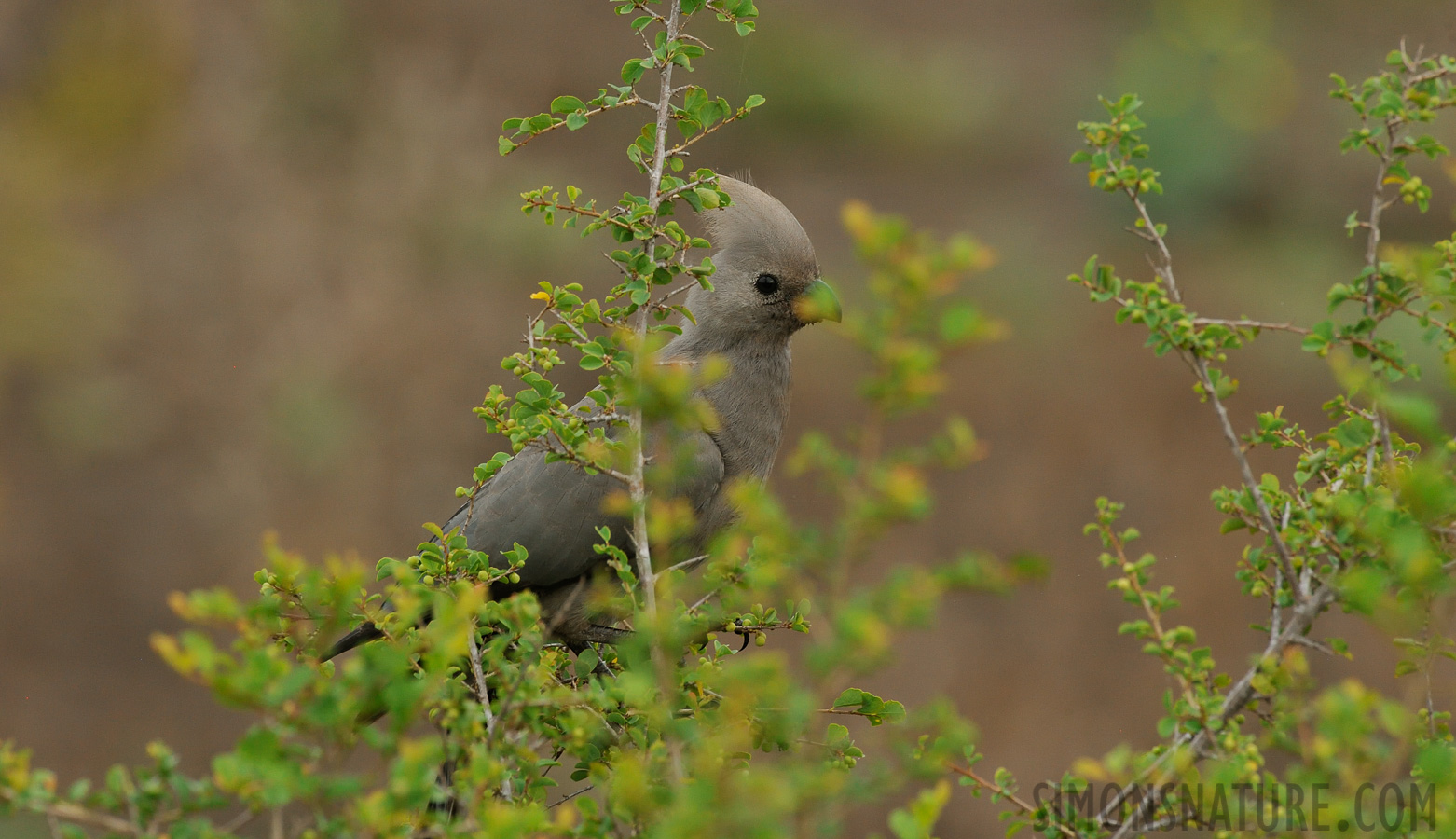 Corythaixoides concolor bechuanae [550 mm, 1/160 sec at f / 11, ISO 2000]